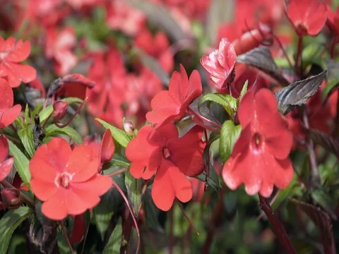 Red flowers in the flower bed Video stock 77750852