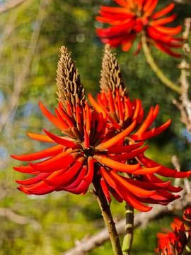 Red Flowers in Focus Stock Photos