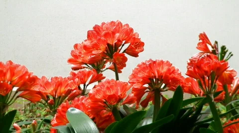 Red flowers Stock Footage 117307