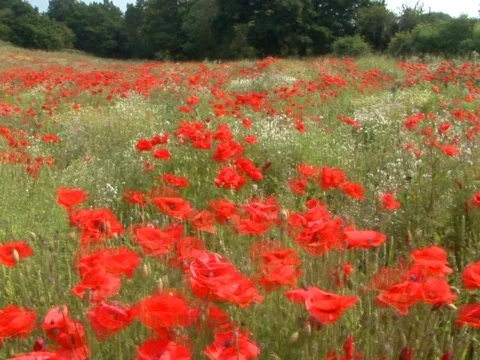 Red Flowers Stock Footage 490149