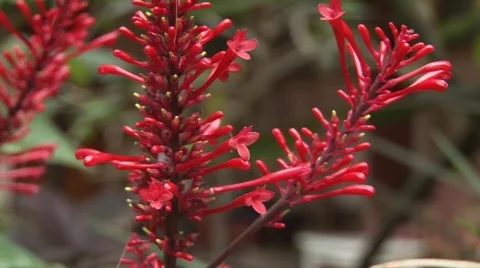 Red flowers Stock Footage 682414
