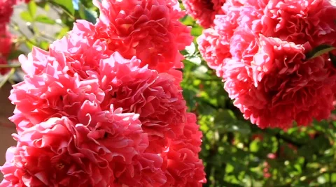 Red flowers Stock Footage