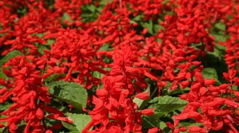 Red Flowers Stock Footage 10728148