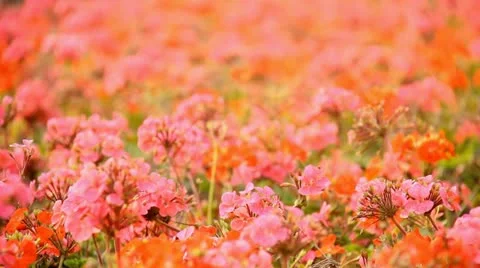Red flowers Stock Footage 10843121