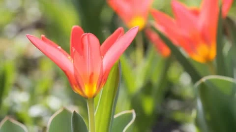 Red flowers Stock Footage 10882329