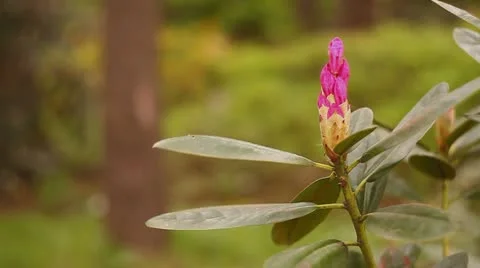 Red flowers Stock Footage 11048178