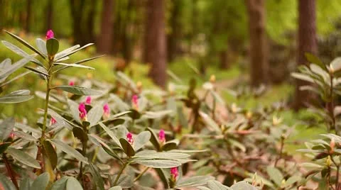 Red flowers Stock Footage 11051092