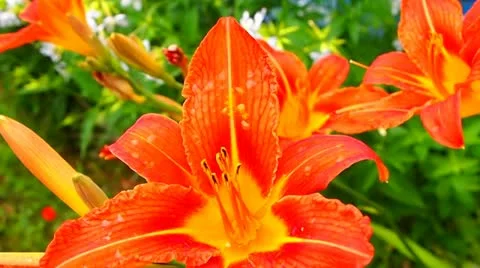 Red flowers Video stock 11395893