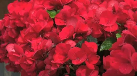 Red flowers Video stock 12655834