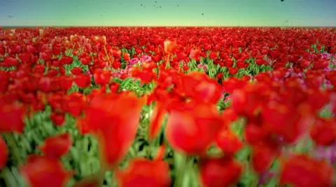 Red Flowers Stock Footage 19404080