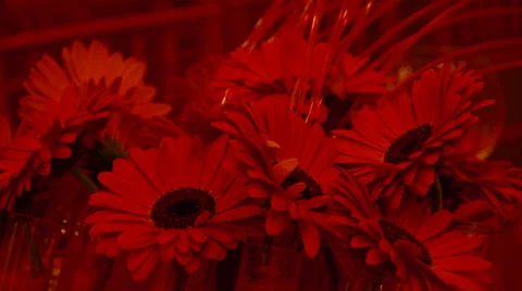 Red Flowers Video stock 33848279