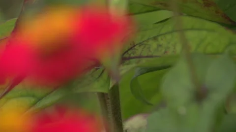 Red flowers Stock Footage 34487971