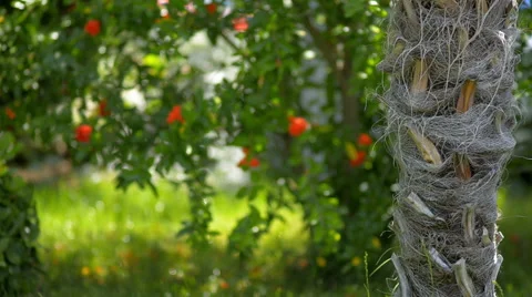 Red Flowers Video stock 40053657