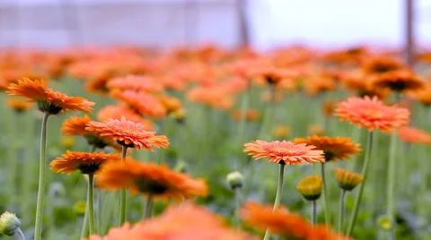 Red Flowers Stock Footage 40346452