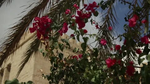 Red flowers Stock Footage 49005946