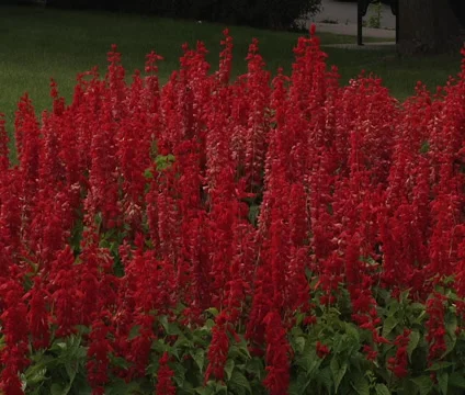 Red flowers. 스톡 동영상 55300793