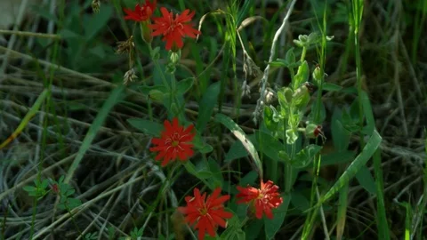 Red flowers Stock Footage 76134448
