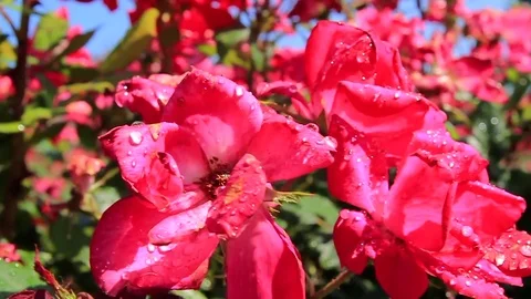 Red Flowers Stock Footage 79226681