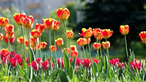 Red Flowers Stock Footage 88406044