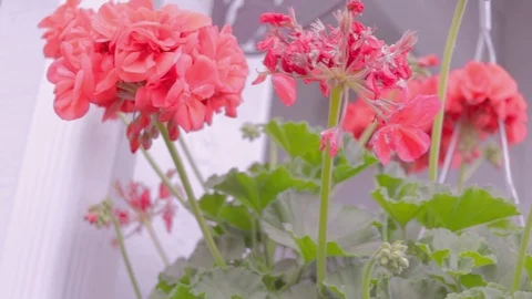 Red Flowers Stock Footage 92138002