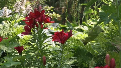 Red flowers Video stock 100856002