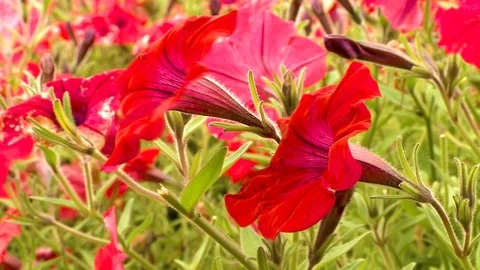 Red Flowers Stock Footage 115268783