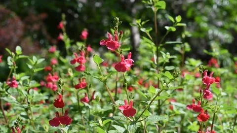 Red flowers Stock Footage 131189031