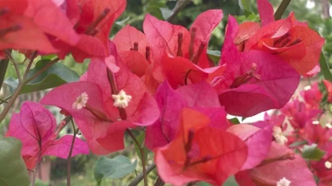 Red flowers Stock Footage 139251948
