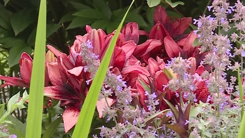 Red flowers Video stock 143880466