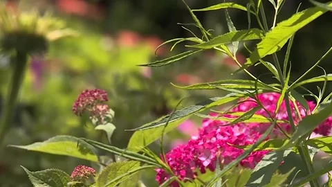 Red flowers Video stock 143880478