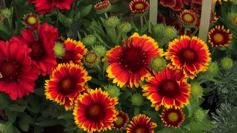 Red Flowers Stock Footage 147632312