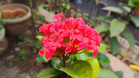 Red flowers Stock Footage 211133084