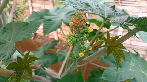 Red flowers Stock Footage 230130819