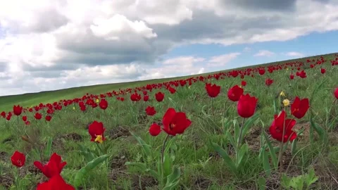 Red flowers Stock Footage 233234234