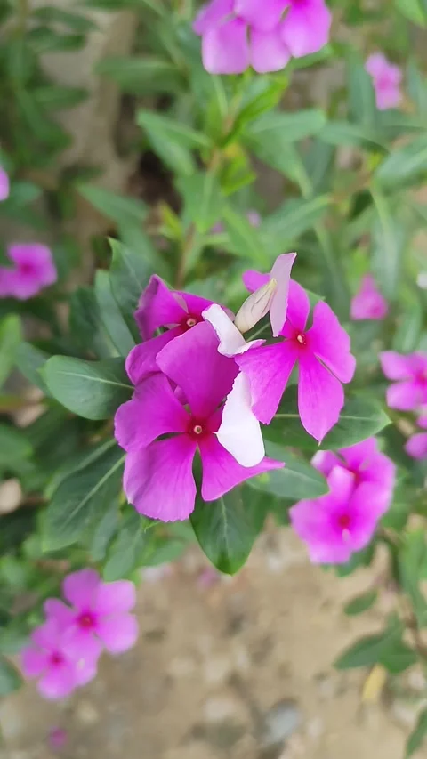 Red flowers Stock Footage 239240019