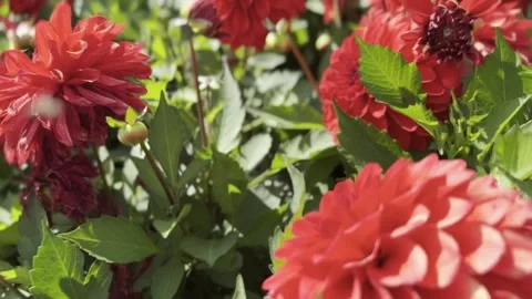 Red flowers Stock Footage 247059943