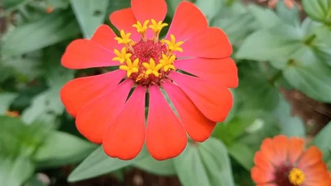 Red flowers Stock Footage 267338112