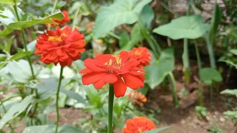 Red flowers Stock Footage 267338585