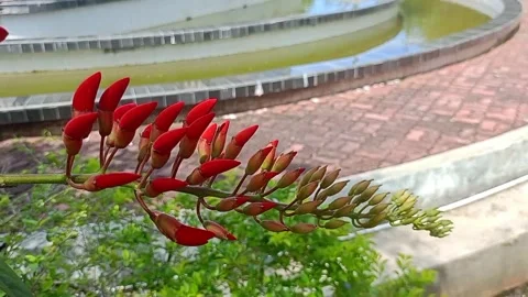 Red flowers Stock Footage 275642754