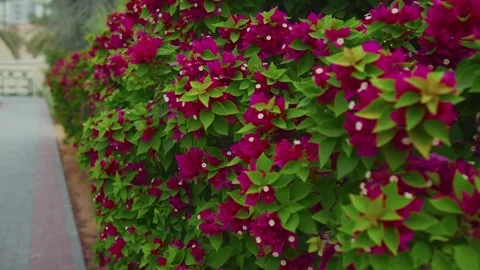 Red flowers Stock Footage 299756755