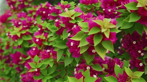 Red flowers Stock Footage 299756877