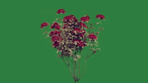 A red flowers Vídeo Stock 336971548