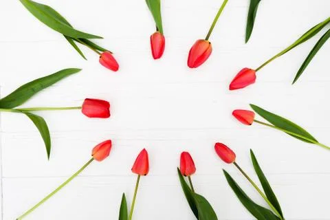 Red flowers. Frame with tulip. Easter, spring concept. Flat lay, top view Stock Photos