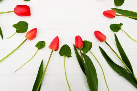 Red flowers. Frame with tulip. Easter, spring concept. Flat lay, top view Stock Photos