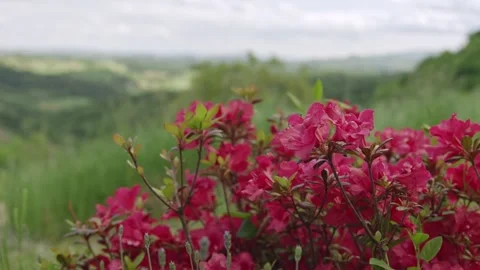 Red Flowers in front of field Stock Footage 171118873