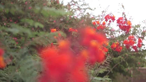 Red Flowers Garden Stock Footage 76244518