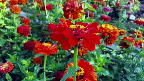 Red flowers in the garden Video stock 80419347