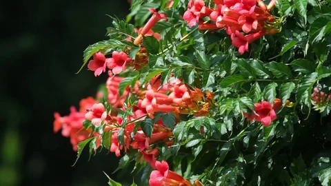 Red flowers in the garden Stock Footage 107828576