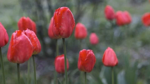 Red flowers in the garden Stock Footage 130131381