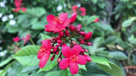 Red flowers in the garden Stock Footage 140704471